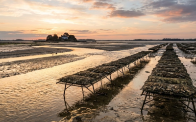 Huîtres Ria Étel : Le Trésor Ostréicole du Morbihan