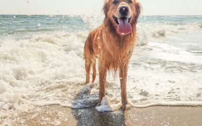 Plage chien Morbihan : Top 5 des plages autorisées