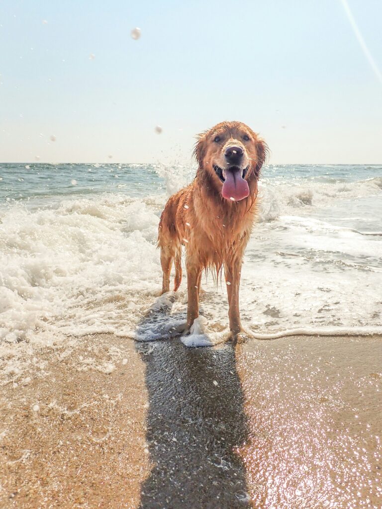 Chien prenant sa baignade sur une plage du morbihan