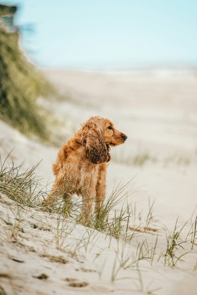 Chien sur la dune de sable en morbihan