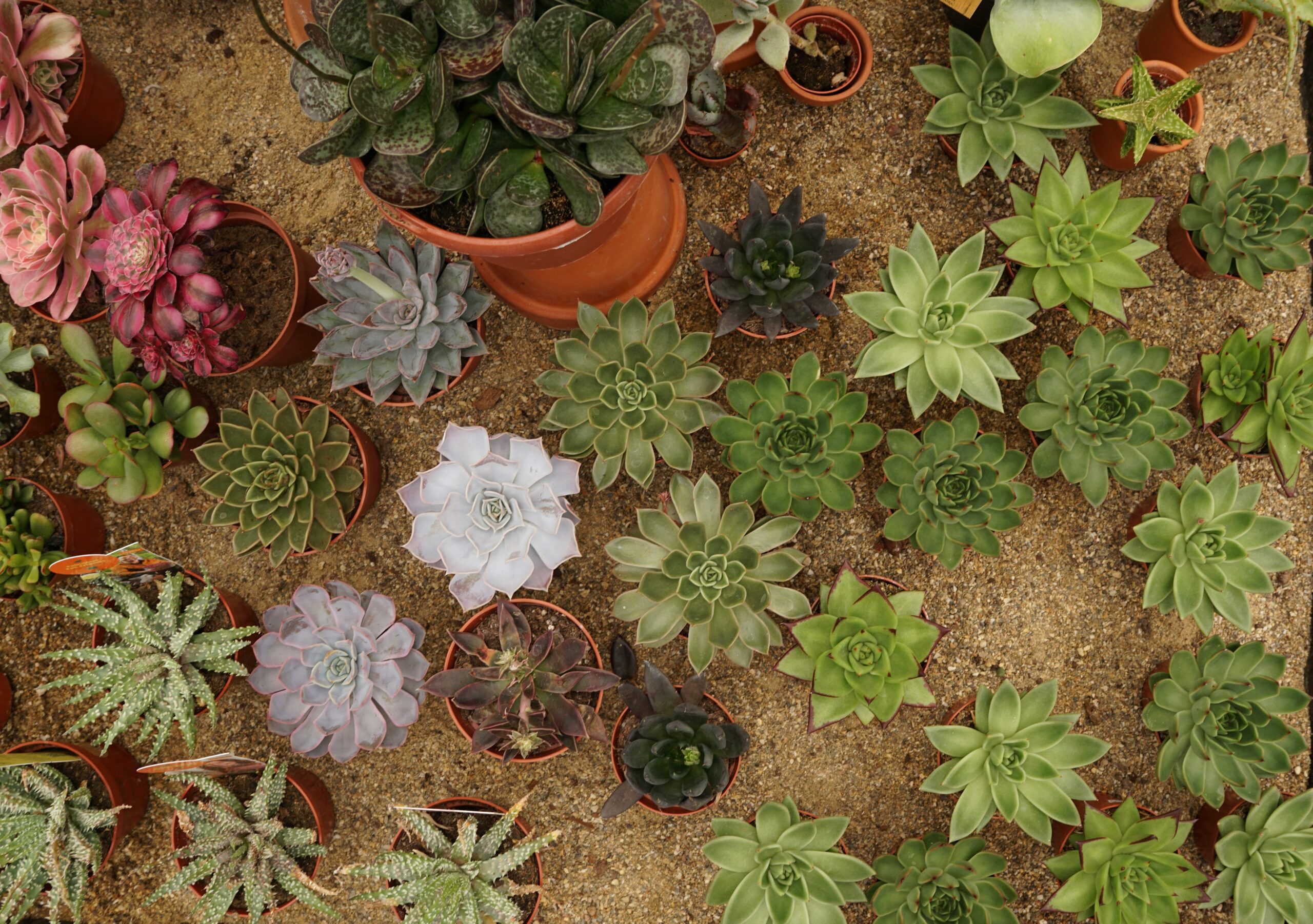 Aménager un jardin sec en Bretagne : plantes et minéraux